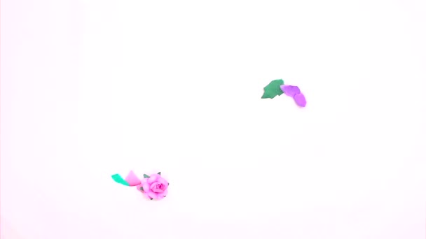 Stop Motion Animation Colorful Flowers Petals Appear White Background Creative — Vídeos de Stock