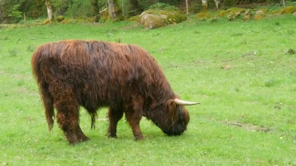 Big Hairy Brown Bull Grazes Green Meadow — Stockvideo
