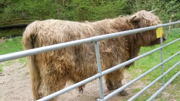 Big Hairy Brown Bull Rubbing Iron Fence — Vídeos de Stock