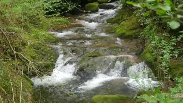 Beautiful Clean Transparent Mountain Stream Black Forest Mountains Baden Wurttemberg — Video