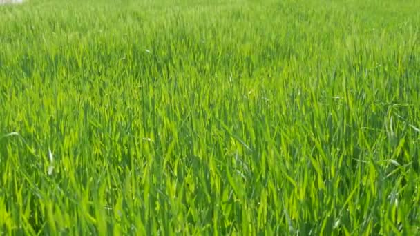 Зеленая Свежая Молодая Пшеница Полях Растет Созревает Будущего Урожая — стоковое видео