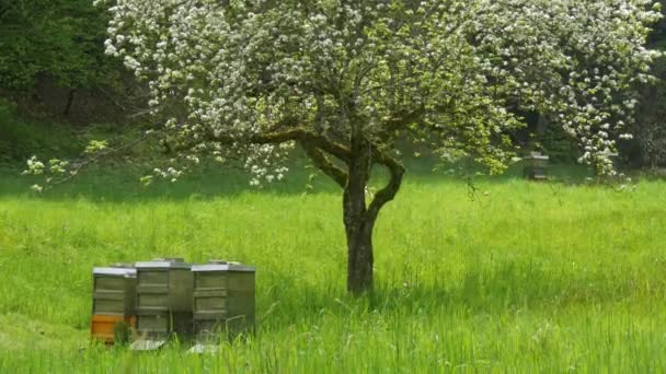 Beautiful View Beehives Spring Day Flowering Tree Grass Green Meadow — Stockvideo