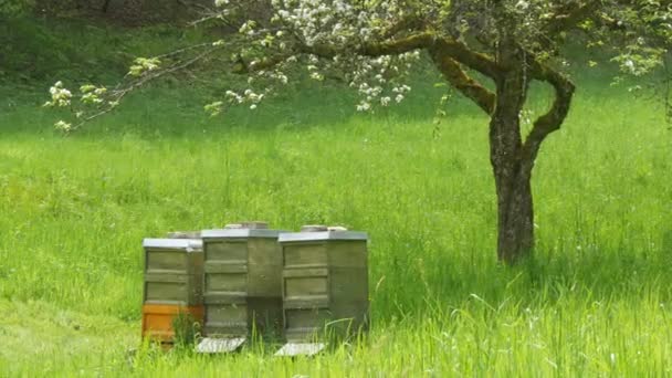 Beautiful View Beehives Spring Day Flowering Tree Grass Green Meadow — 图库视频影像