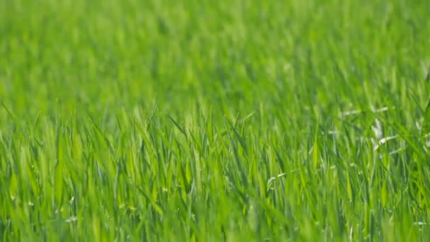Зелена Свіжа Молода Пшениця Полях Виростає Дозріває Майбутнього Врожаю — стокове відео