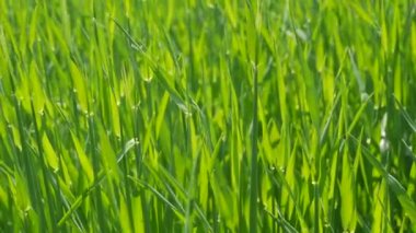 Green fresh young wheat in the fields grows and ripens for the future harvest.