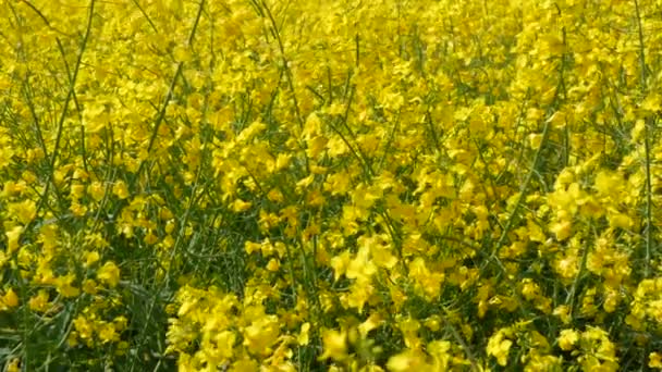 Yellow Flowering Rapeseed Field Spring Outdoors Canola Agriculture Field — Wideo stockowe