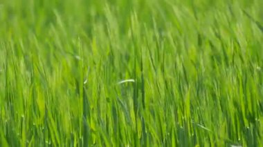 Green fresh young wheat in the fields grows and ripens for the future harvest.
