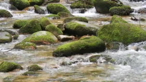 Fast Clean Spring Mountain River Stream Runs Huge Stones Covered — 图库视频影像