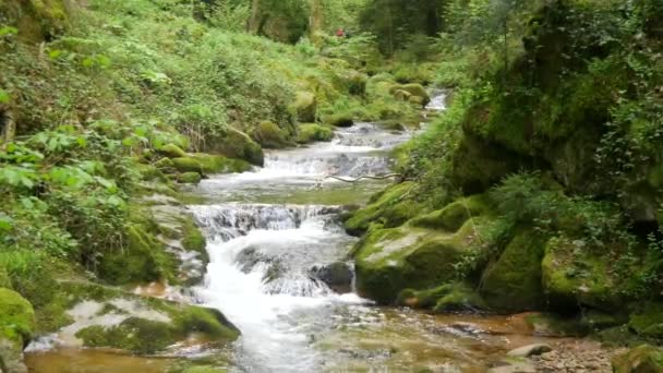 Чудовий Чистий Гірський Потік Горах Чорного Лісу Баден Вуртемберг Німеччина — стокове відео