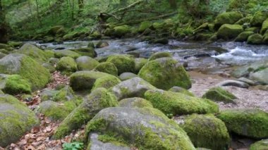 A fast clean spring mountain river stream runs through huge stones covered with green moss.