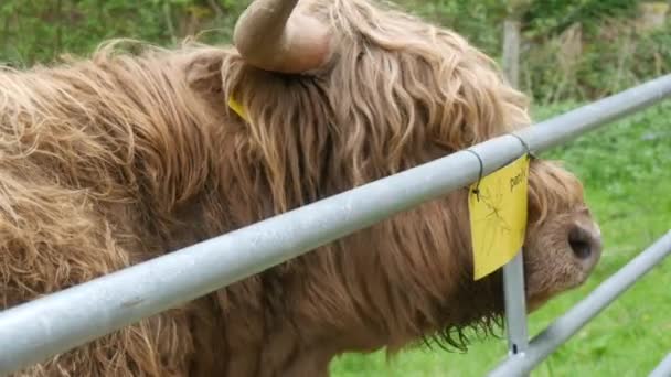 Big Hairy Brown Bull Grazes Green Meadow Looks Camera Chewing — Stockvideo