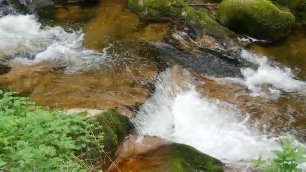 Beautiful Clean Transparent Mountain Stream Black Forest Mountains Baden Wurttemberg — Stockvideo