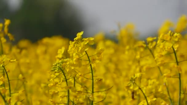 Yellow Flowering Rapeseed Field Spring Outdoors Canola Agriculture Field — Stock Video