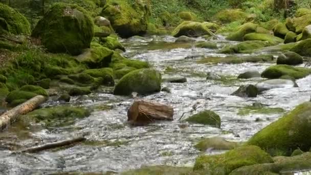 Швидко Чиста Джерельна Гірська Річка Тече Через Величезні Камені Покриті — стокове відео