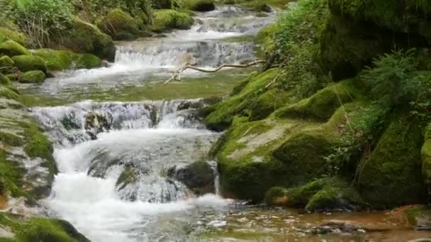 Чистый Прозрачный Горный Ручей Горах Шварцвальда Германия Чистая Вода Течет — стоковое видео