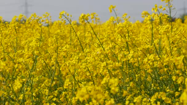 Yellow Flowering Rapeseed Field Spring Outdoors Canola Agriculture Field — Wideo stockowe