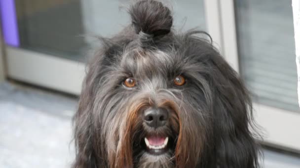 Funny Black Haired Dog Ponytail Tied His Head Looking Camera — Video