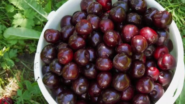 Bucket Overripe Large Cherries Garden — Wideo stockowe