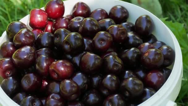 Bucket Overripe Large Cherries Garden — Stockvideo