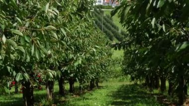 Fruit tree garden overlooking the Black Forest mountains. Ripe overripe juicy harvest of red cherries on a tree branch.