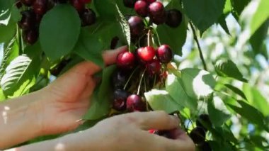A bucket of overripe large cherries in the garden. Hand picking berries on a tree branch.