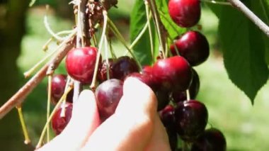 A bucket of overripe large cherries in the garden. Hand picking berries on a tree branch.