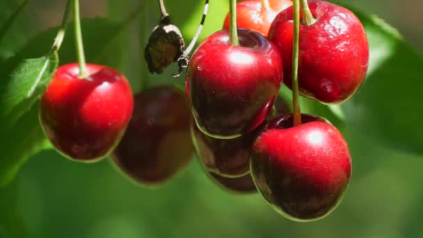Ripe Overripe Juicy Harvest Red Cherries Tree Branch — Vídeos de Stock