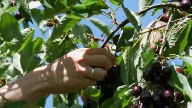 A bucket of overripe large cherries in the garden. Hand picking berries on a tree branch.