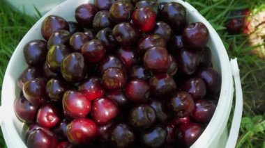 A bucket of overripe large cherries in the garden.