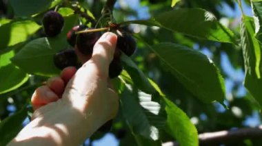 A bucket of overripe large cherries in the garden. Hand picking berries on a tree branch.