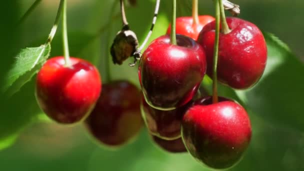 Ripe Overripe Juicy Harvest Red Cherries Tree Branch — Vídeo de Stock