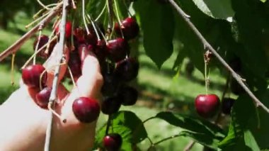 A bucket of overripe large cherries in the garden. Hand picking berries on a tree branch.