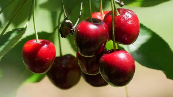 Ripe Overripe Juicy Harvest Red Cherries Tree Branch — Stockvideo