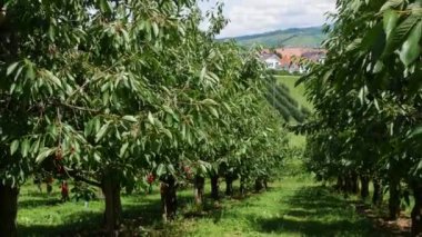Fruit tree garden overlooking the Black Forest mountains. Ripe overripe juicy harvest of red cherries on a tree branch.