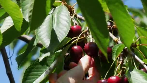 Bucket Overripe Large Cherries Garden Hand Picking Berries Tree Branch — Stockvideo