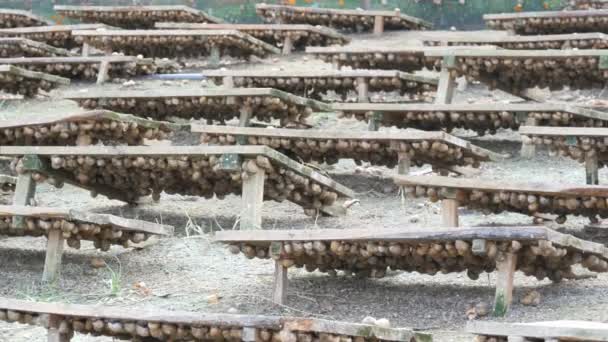 Large Number Snails Snail Farm Wooden Boards Delicacy Large Amount — Stock Video