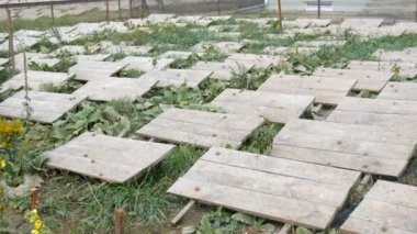 Tahta tahtaların altındaki salyangoz çiftliğinde çok sayıda salyangoz, bol miktarda protein ve kozmetolojide kullanışlı mukus içeren bir lezzet. Salyangozların yetiştiği tarla, tahtalar hayvanları güneşten korur..