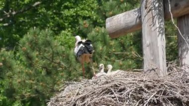 White stork in courtship period in early spring, France, Alsace. Little storks, cubs in the nest.
