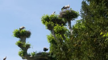 Large flock of storks in tree nests France, Alsace.