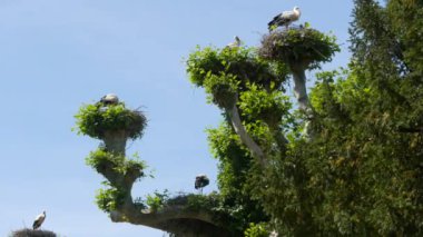 Large flock of storks in tree nests France, Alsace.