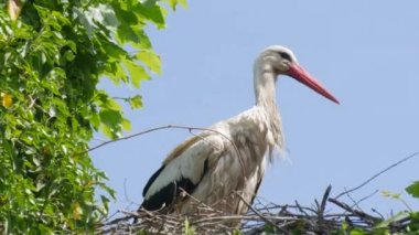 White stork in courtship period in early spring, France, Alsace. Close up view.
