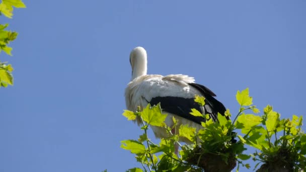 Cigüeña Blanca Período Cortejo Principios Primavera Francia Alsacia — Vídeos de Stock