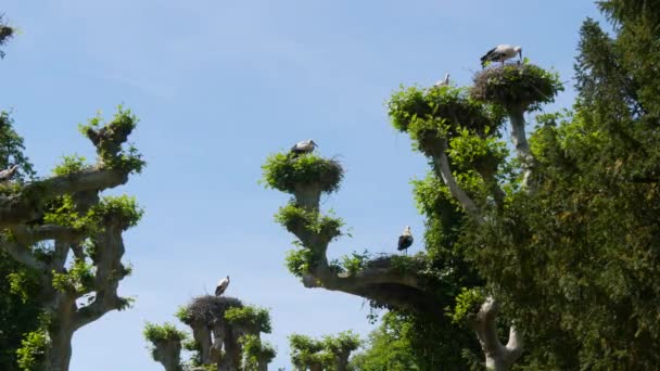 Large Flock Storks Tree Nests France Alsace — Video Stock