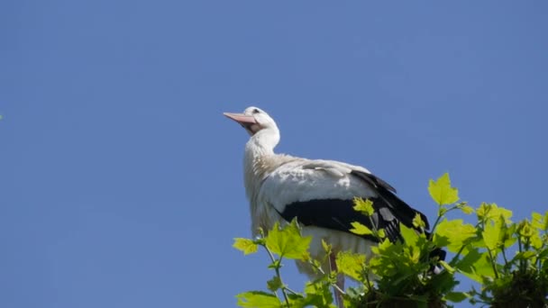 Cicogna Bianca Nel Periodo Corteggiamento All Inizio Della Primavera Francia — Video Stock