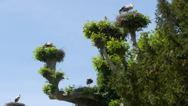 Large Flock Storks Tree Nests France Alsace — ストック動画