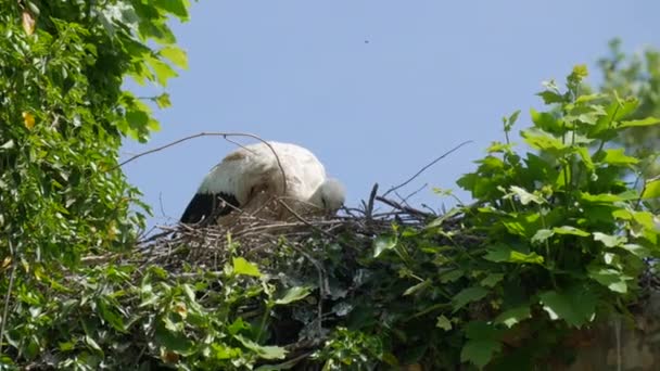 Cegonha Branca Período Namoro Início Primavera França Alsácia — Vídeo de Stock