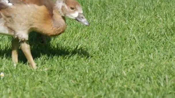 Little Baby Geese Graze Lawn Park — ストック動画