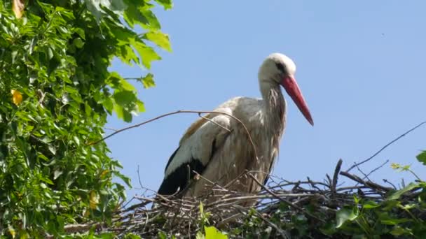 White Stork Courtship Period Early Spring France Alsace Close View — Stock video