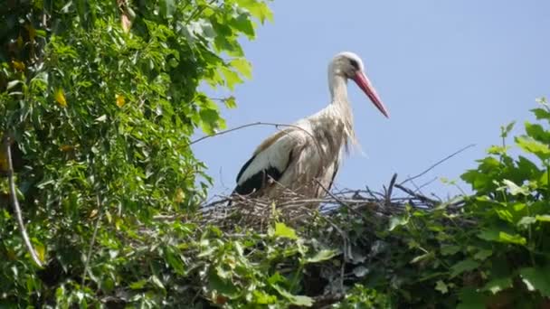 Cigüeña Blanca Período Cortejo Principios Primavera Francia Alsacia — Vídeos de Stock