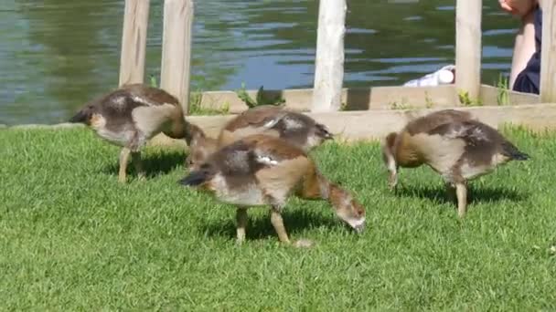 Little Baby Geese Graze Lawn Park — Vídeo de Stock